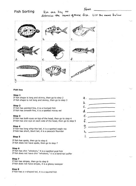 fish dichotomous key worksheet pdf